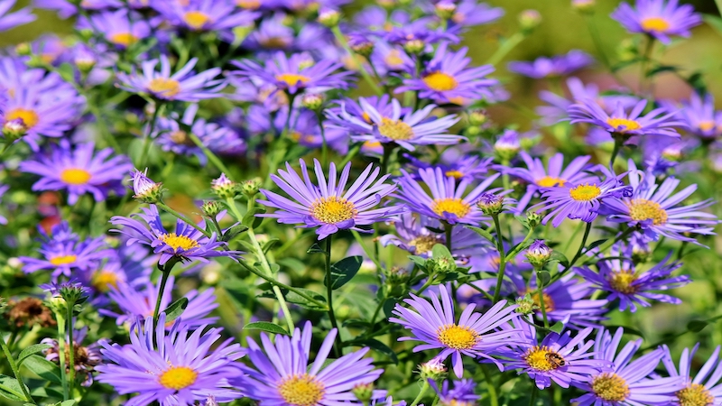 Over asters